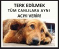 /album/resim-galerisi/hayvanlar-gunu-copy-jpg/